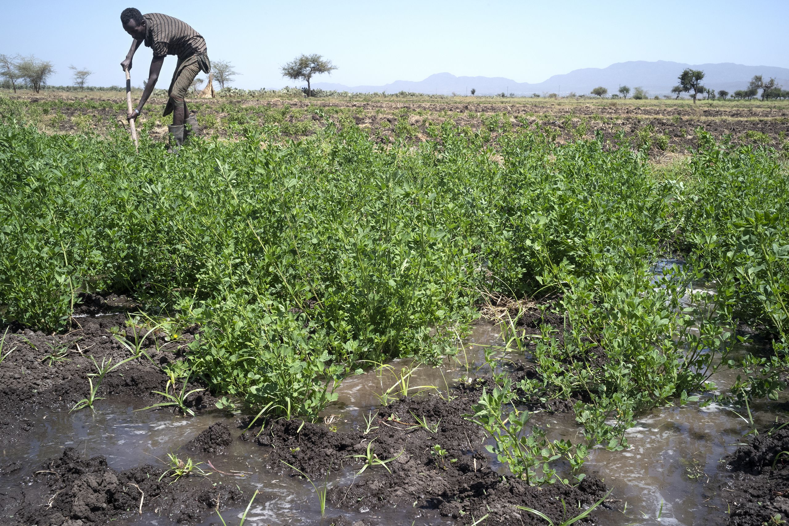 An Ethiopian man uses shovel-like a tool in a field of greens.