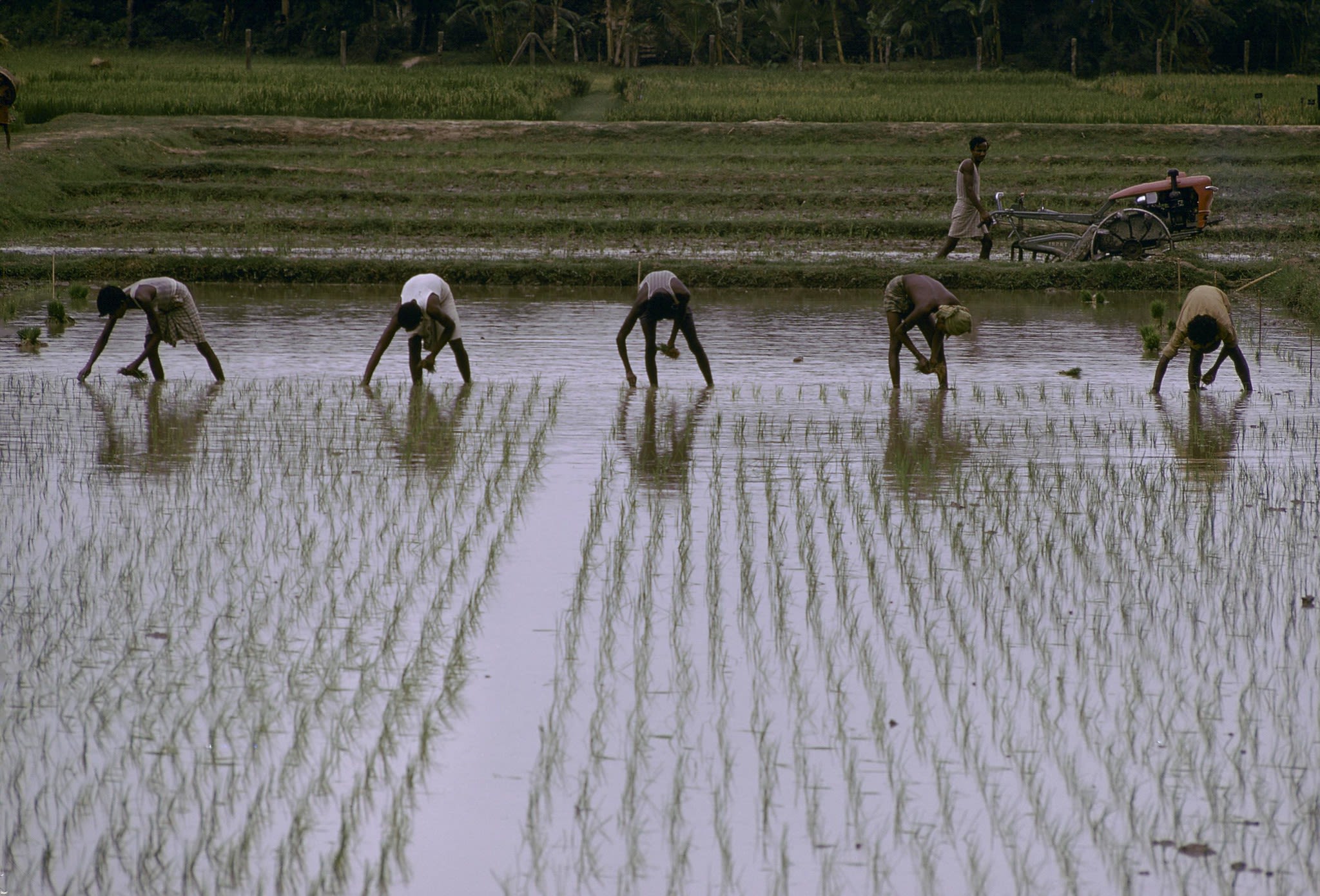 Rice fields in Bangladesh