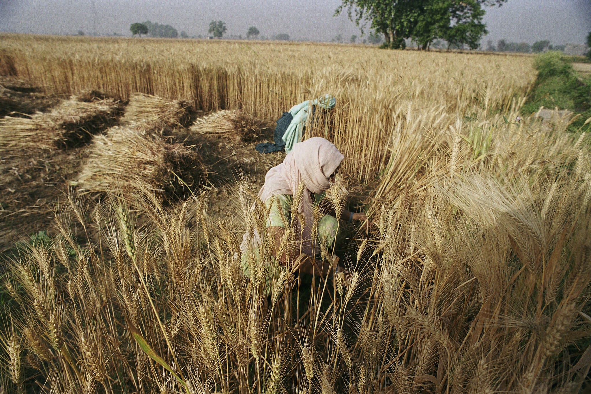 women harvest crops