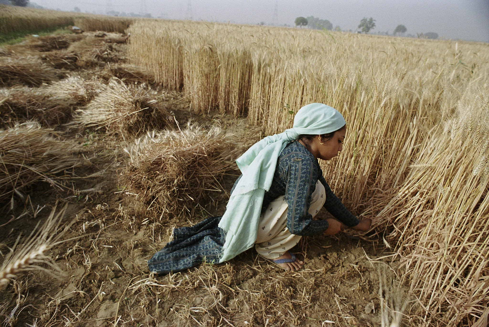 harvesting crops in bangladesh