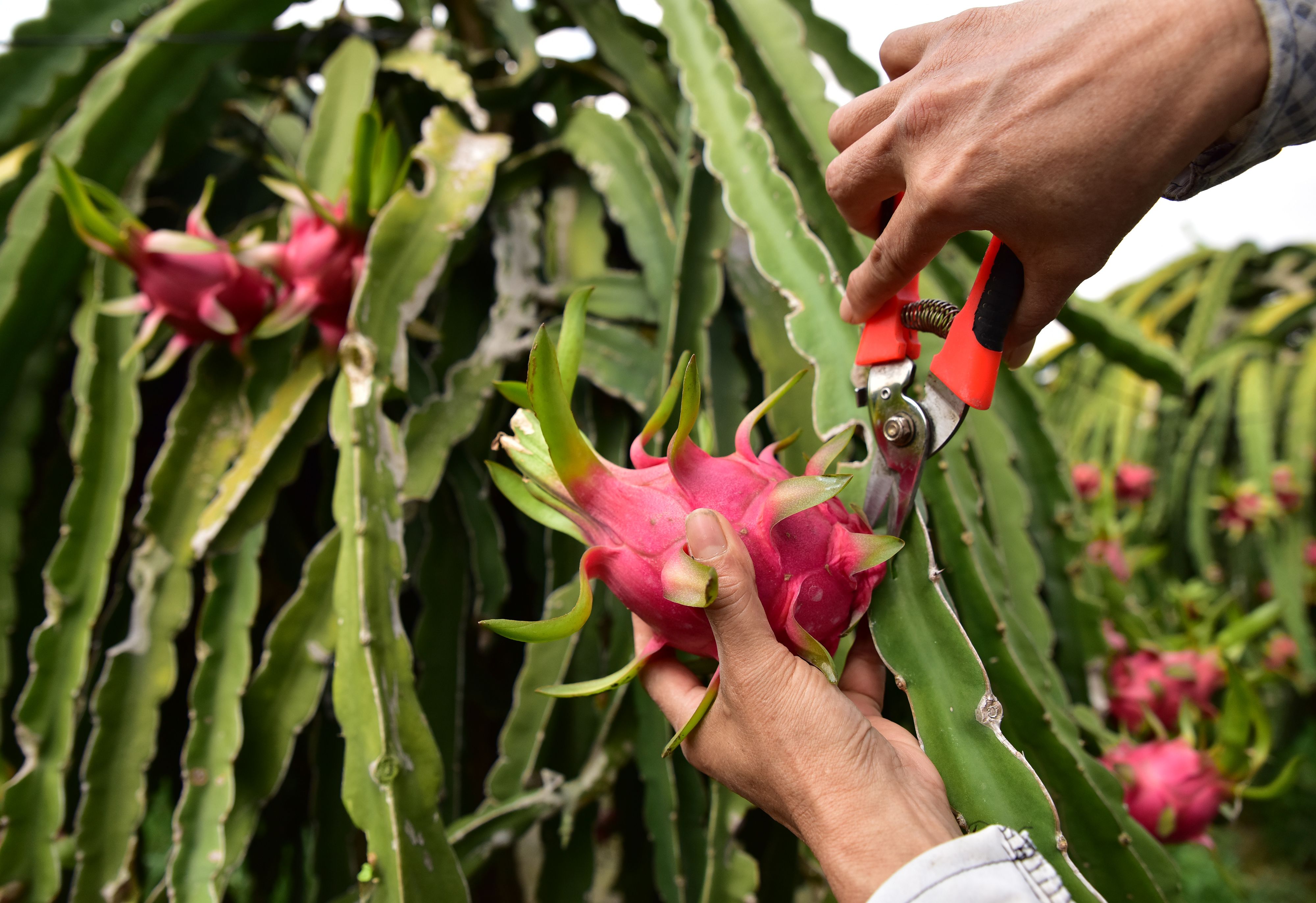 dragon fruit harvesting in vietnam