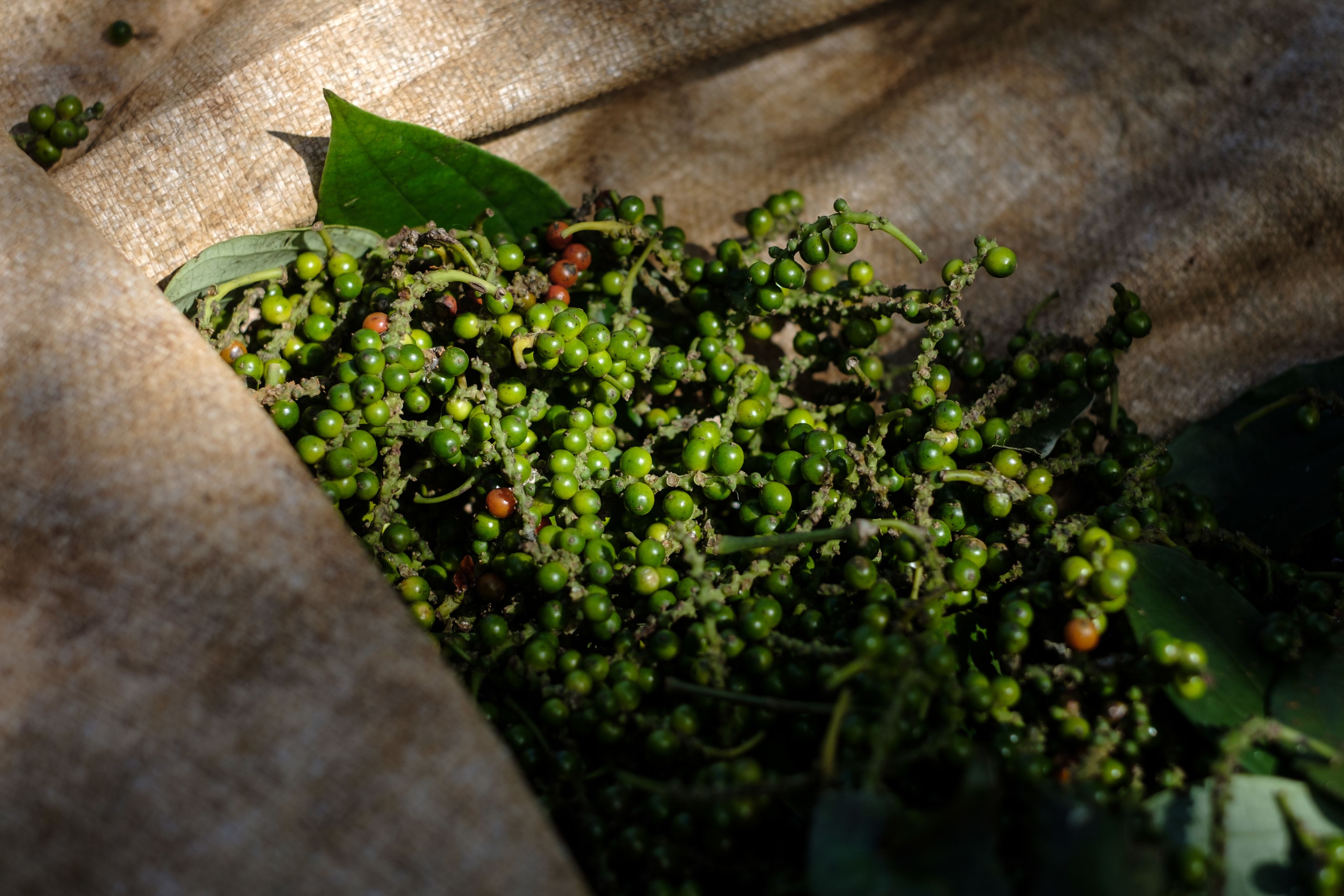 sustainable peppercorns in vietnam