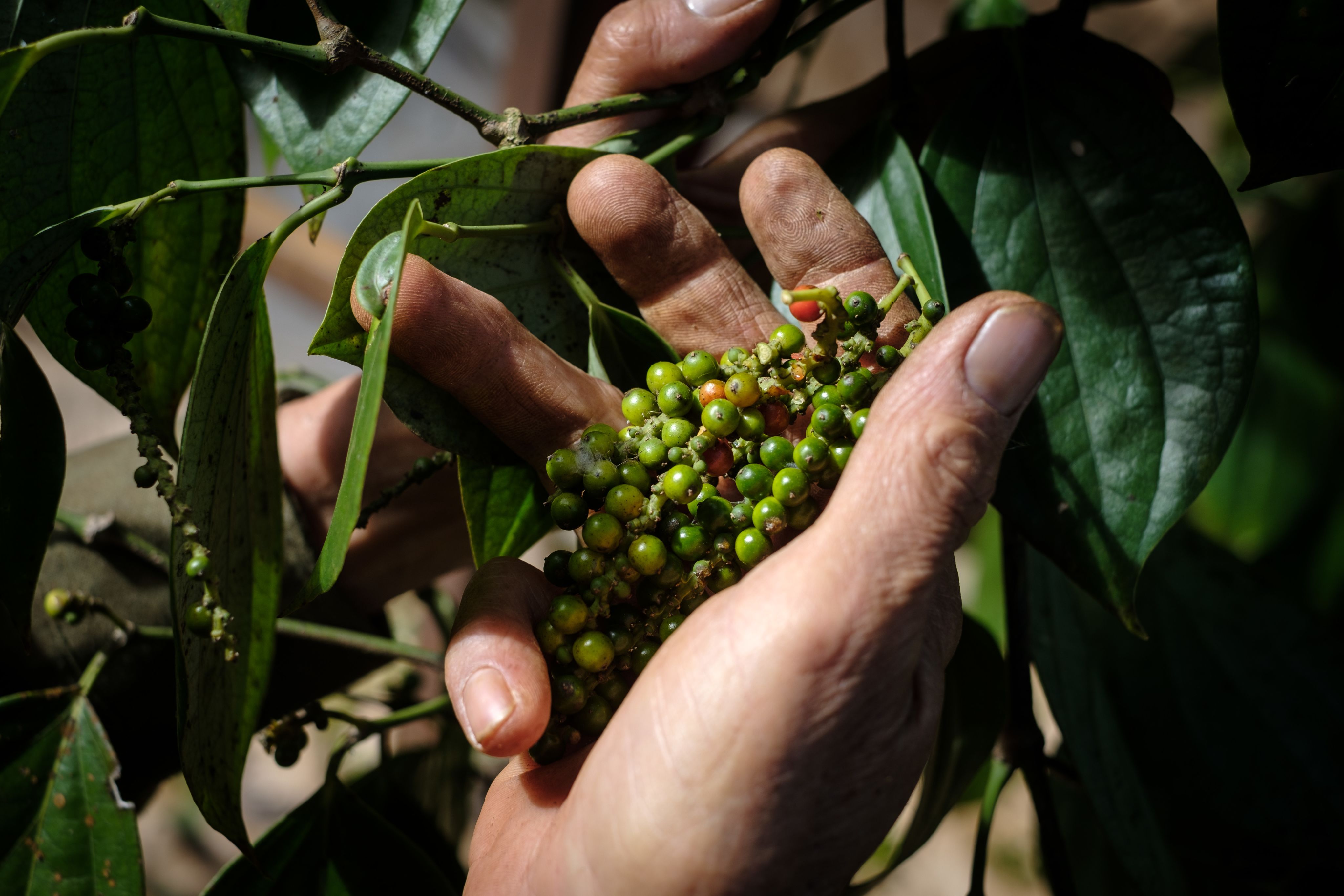 Peppercorn harvesting in Vietnam