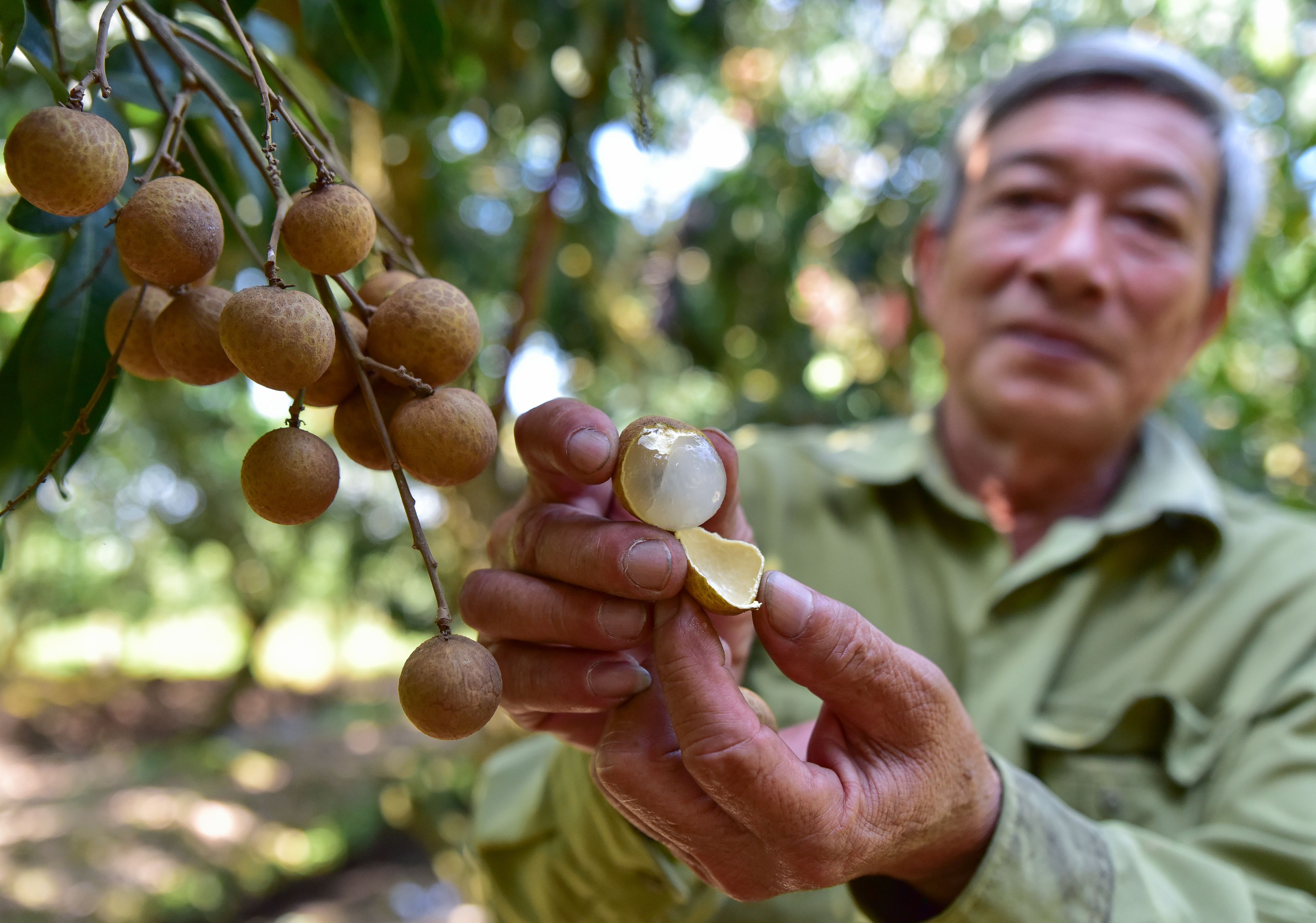 longan fruit in vietnam