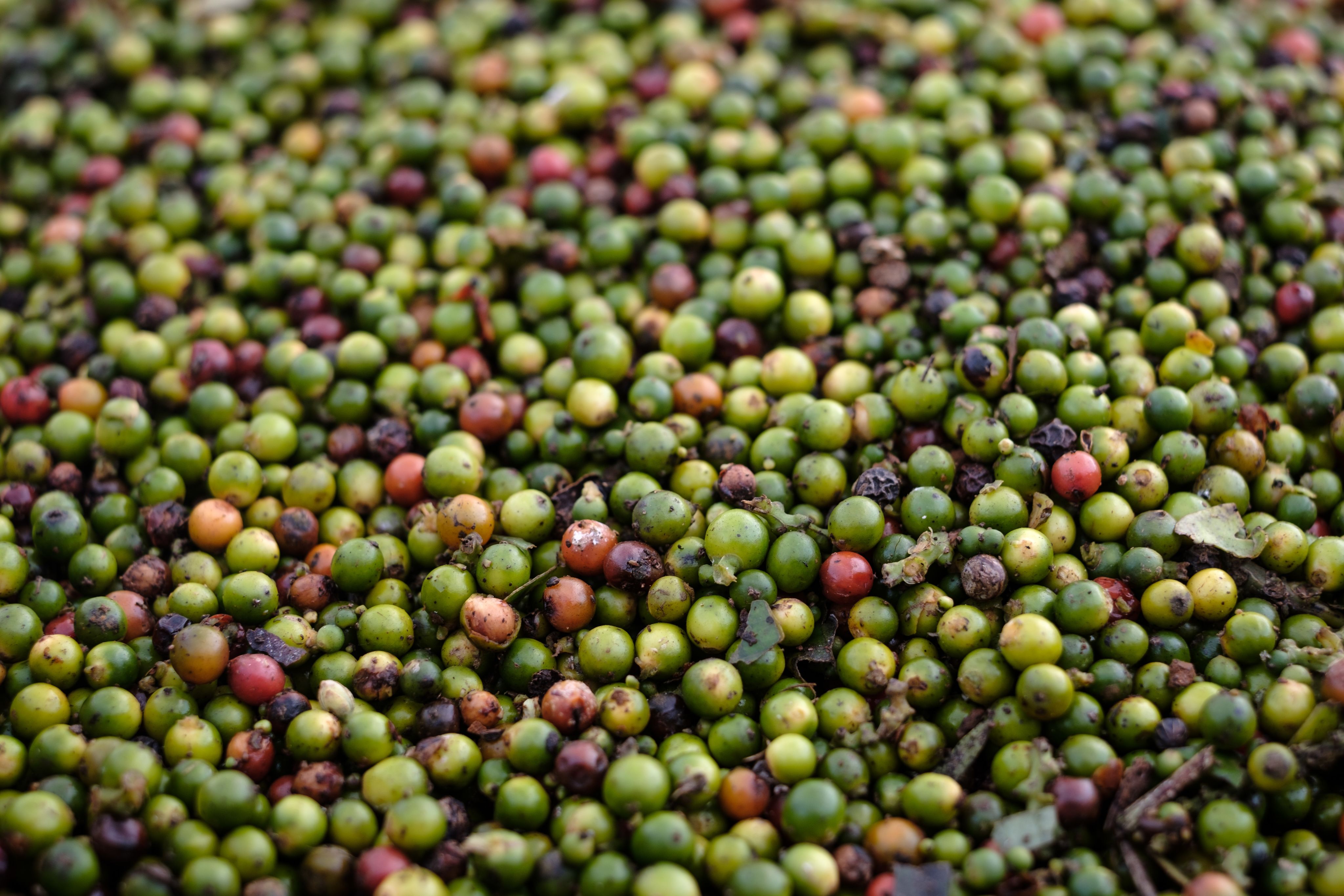 fresh sustainable peppercorns
