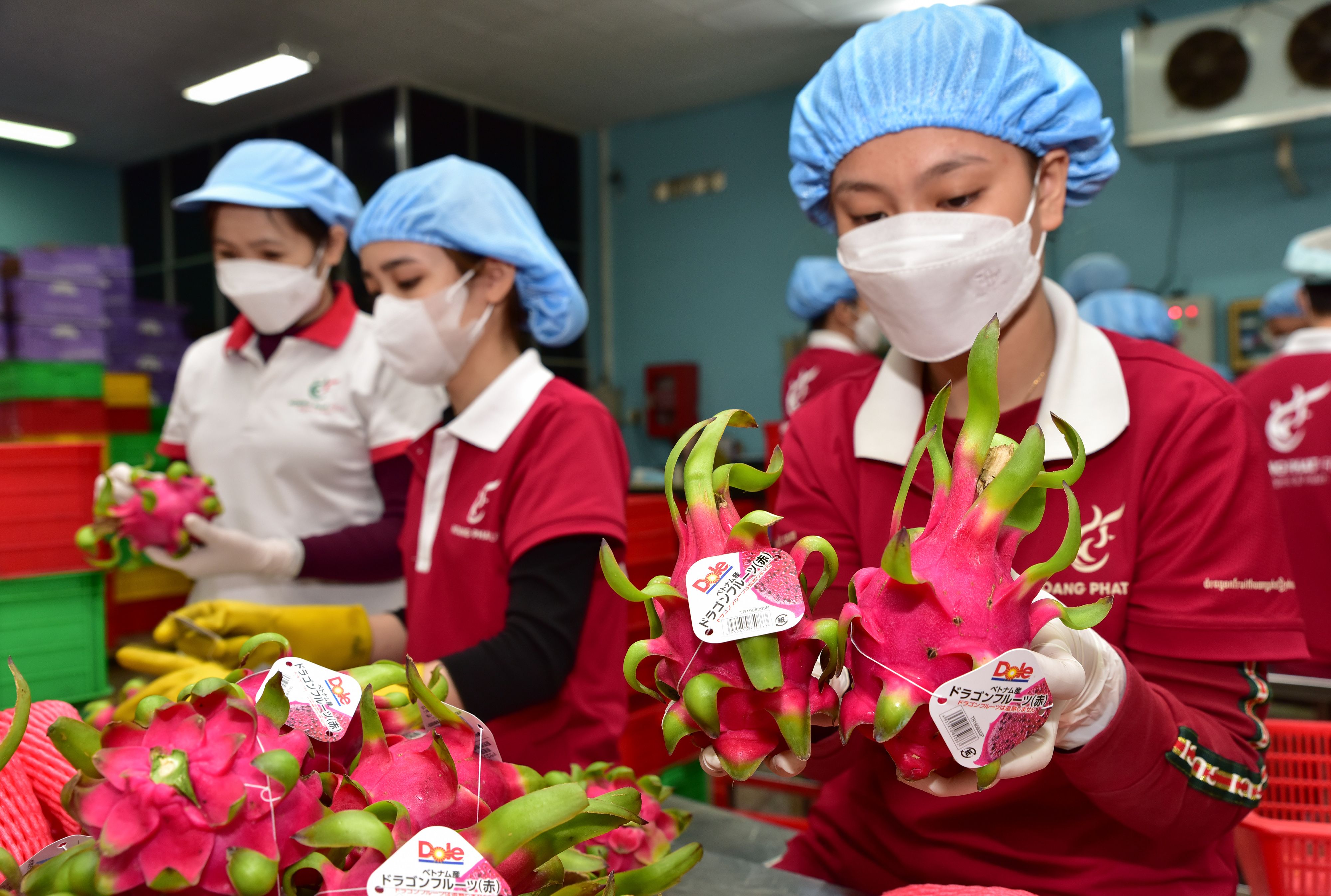 dragon fruit being prepared for export