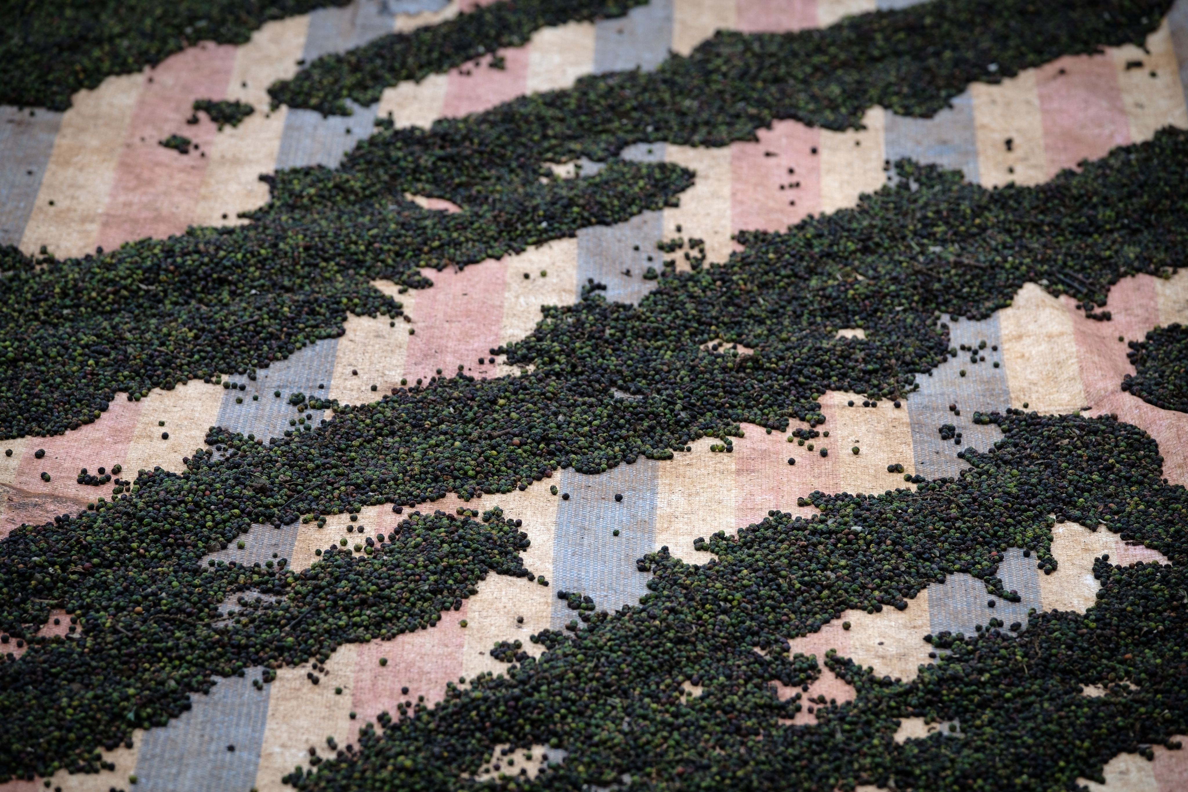 peppercorns dry in the sun