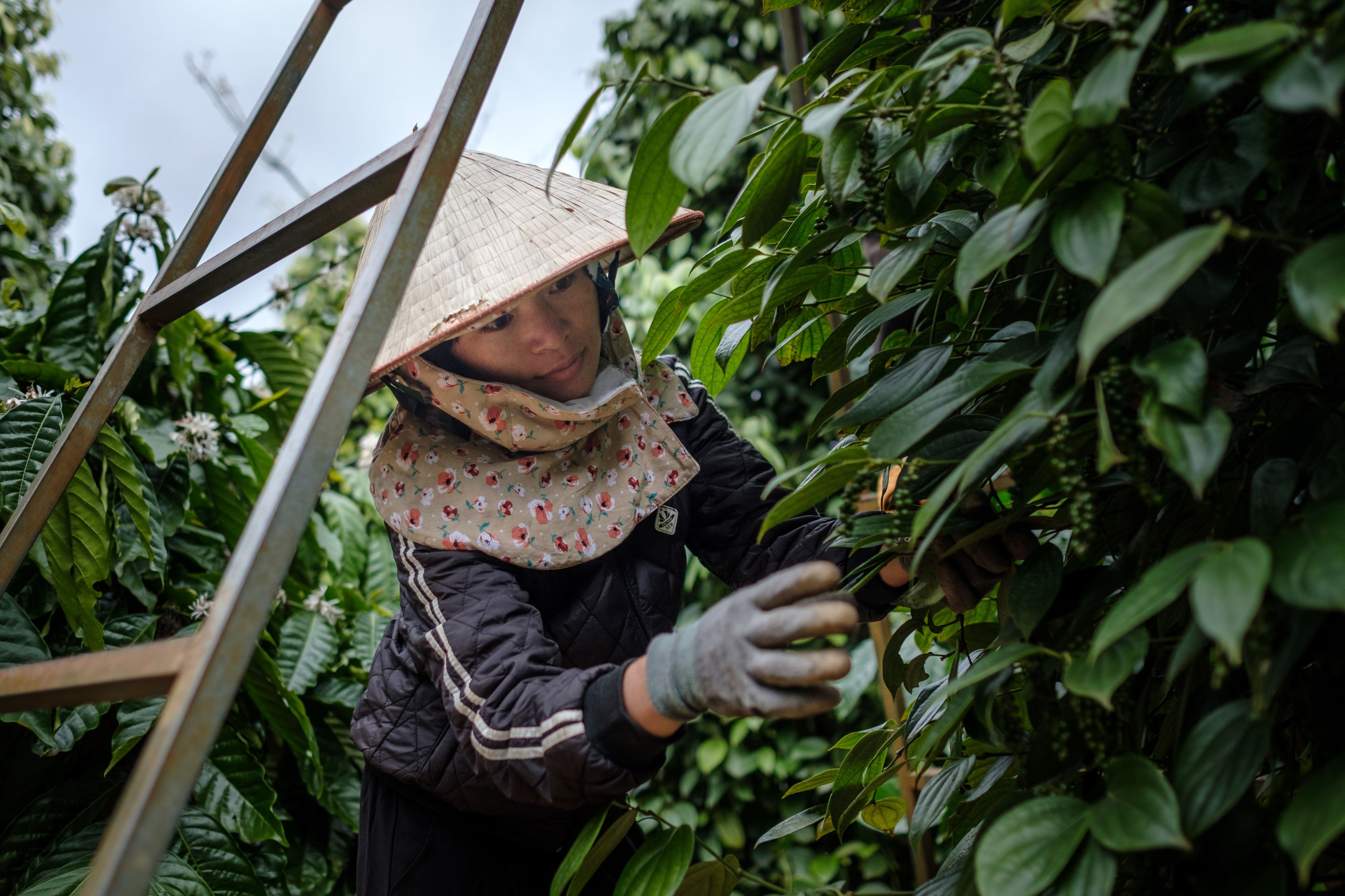peppercorns harvested in Vietnam