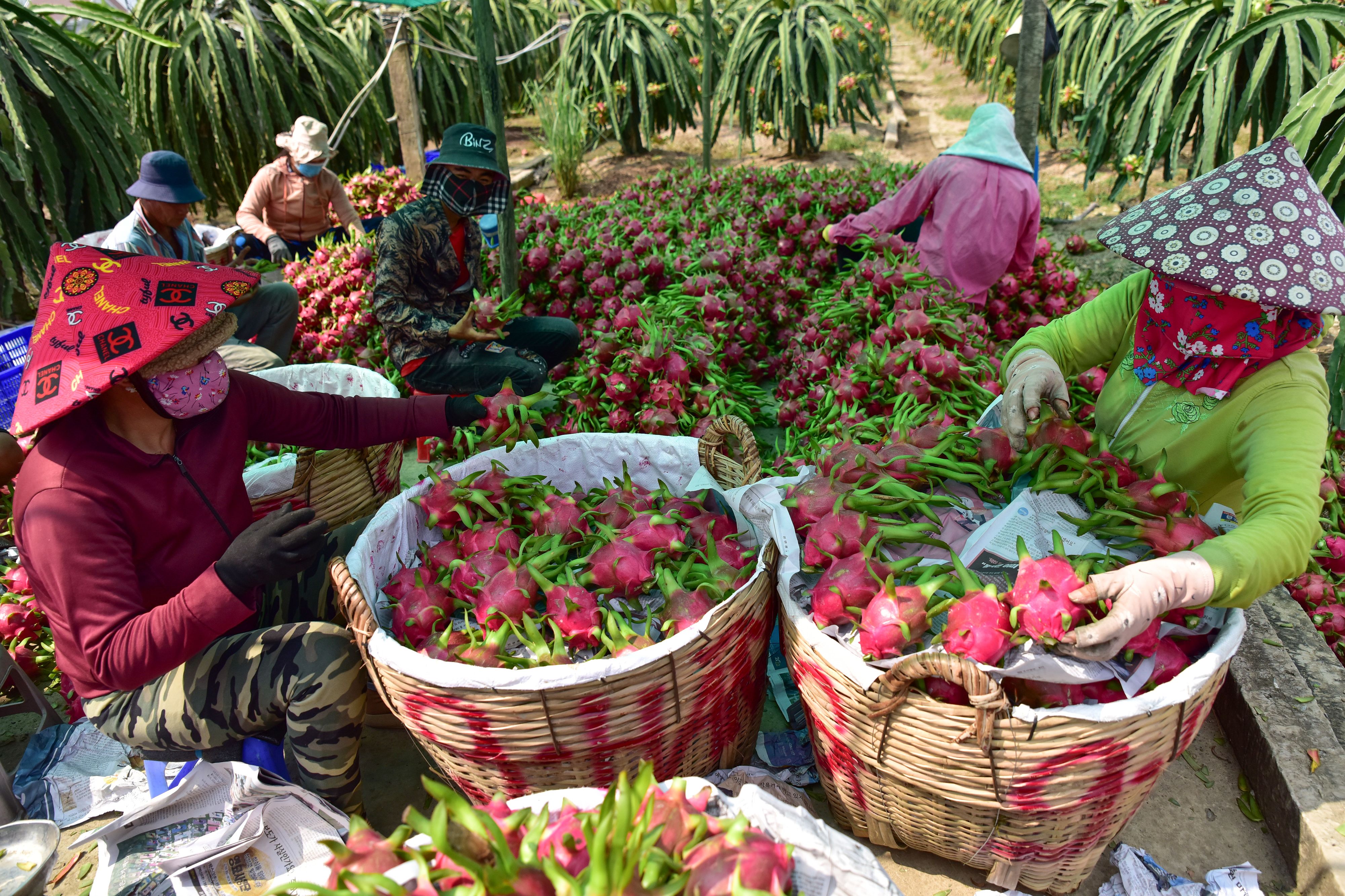farmers classify dragon fruit in vietnam