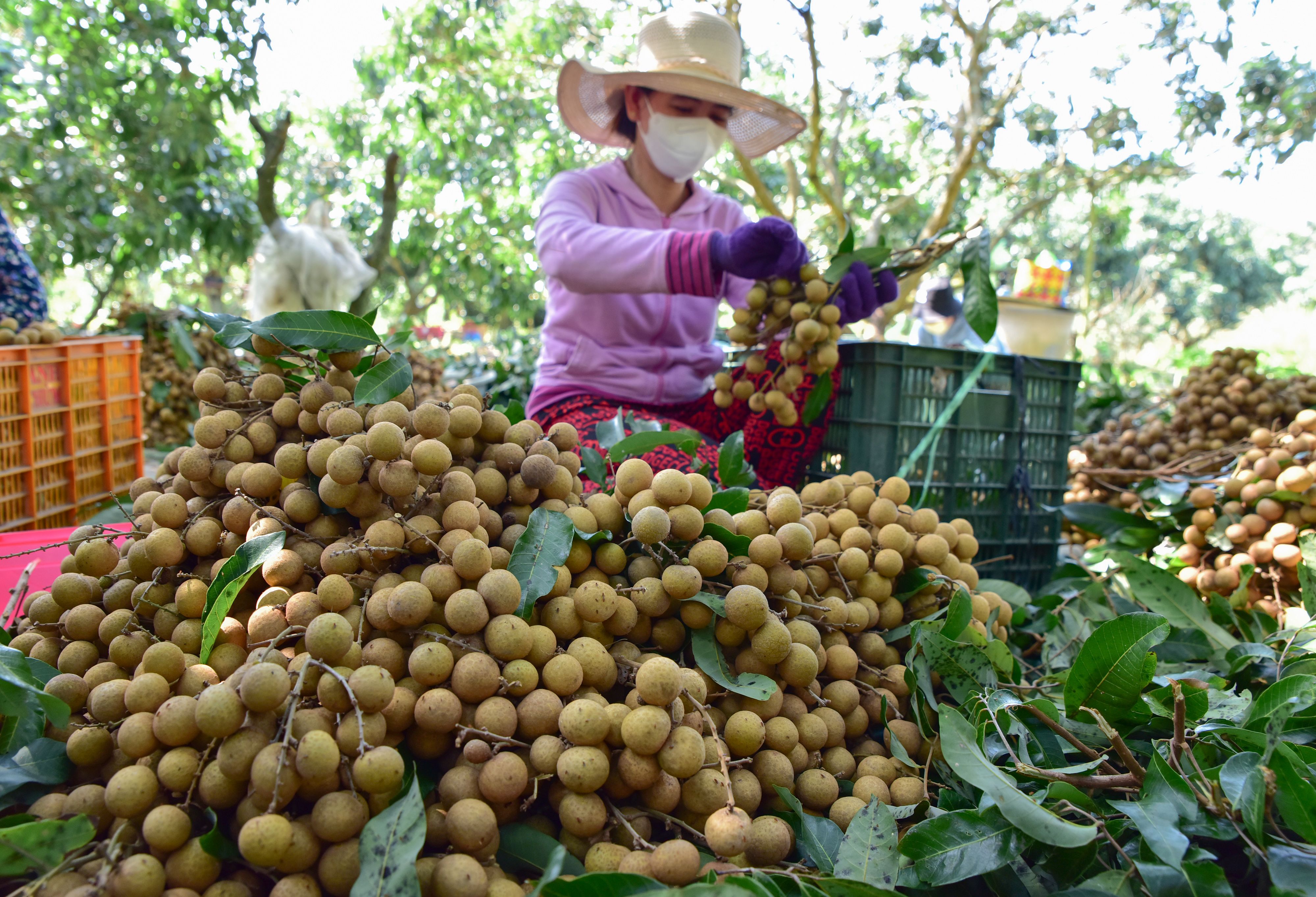frech longan harvested in vietnam