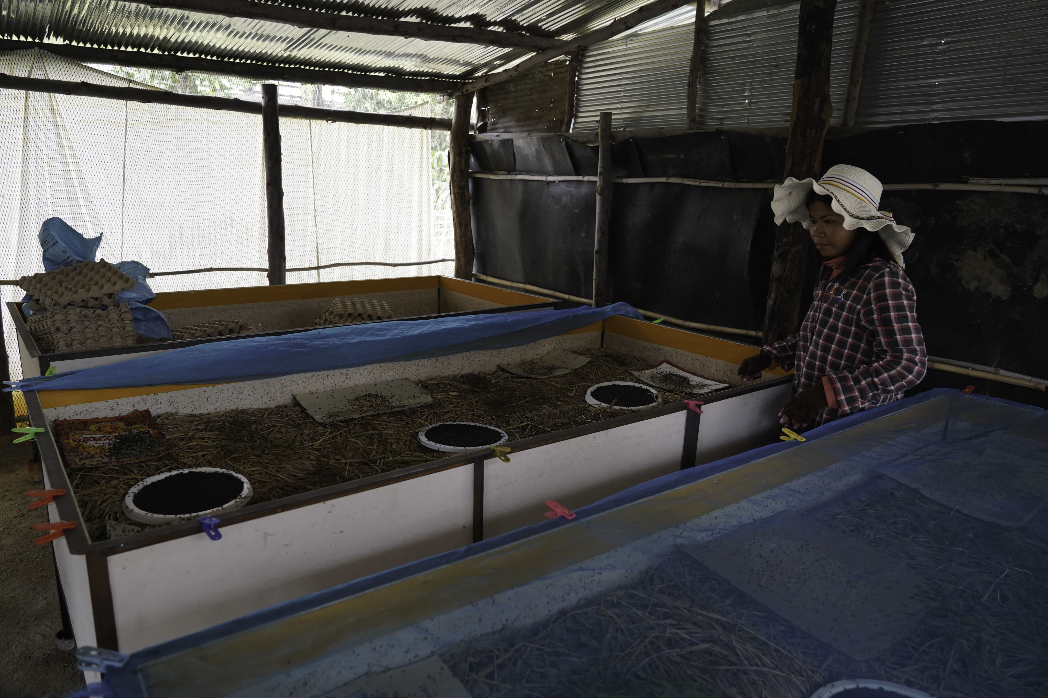 Farmers are filling paddy in the bag, pouring from combine harvest machine. Photo: Yarn Soveit/IFC.