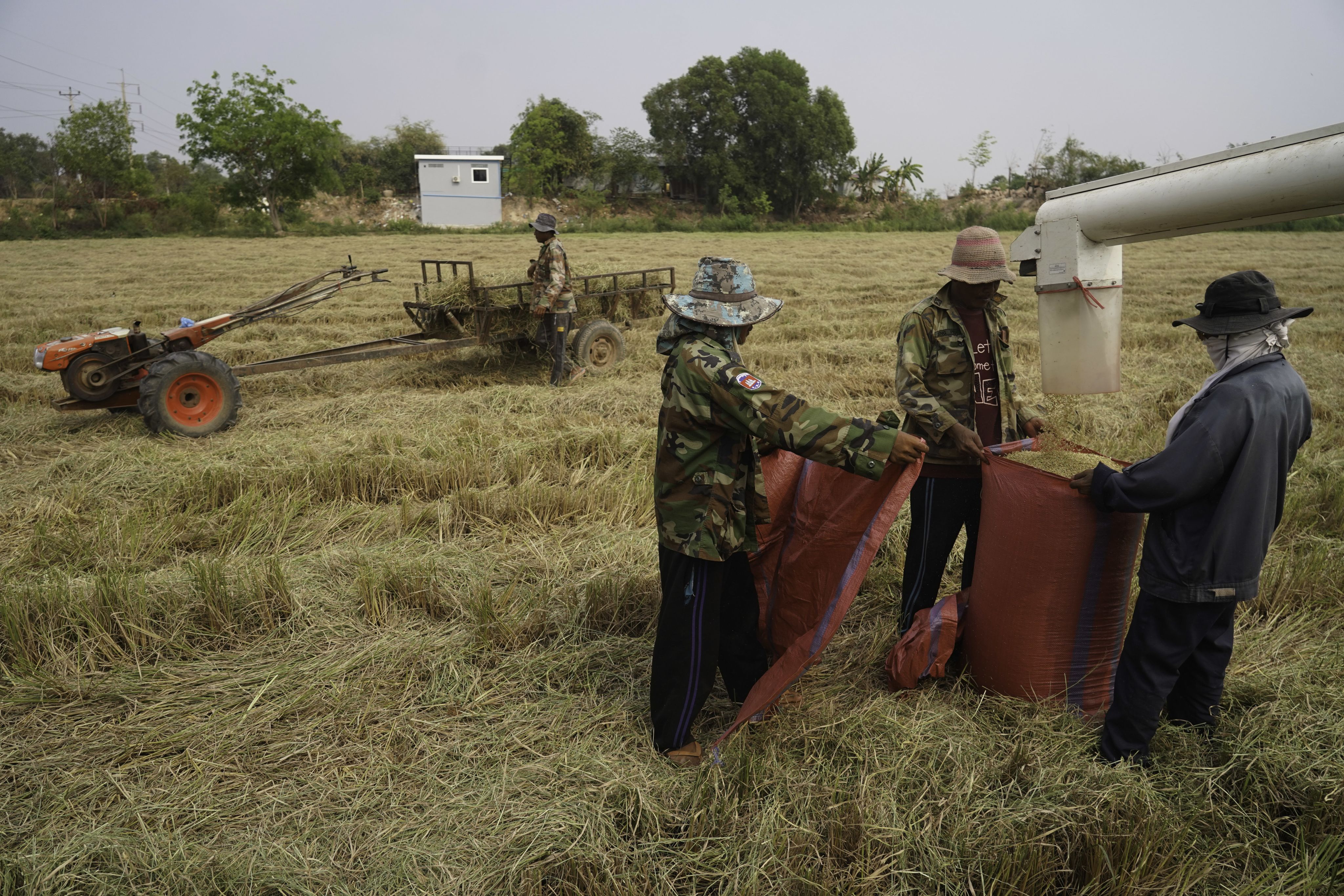 The project has introduced farmers to fragrant jasmine rice, a higher-value alternative to the plain white rice that many local farmers routinely grow. Mars Food & Nutitrion sources the fragrant rice varieties for its popular brand of Ben’s Original™ rice. Photo: Yarn Soveit/IFC.