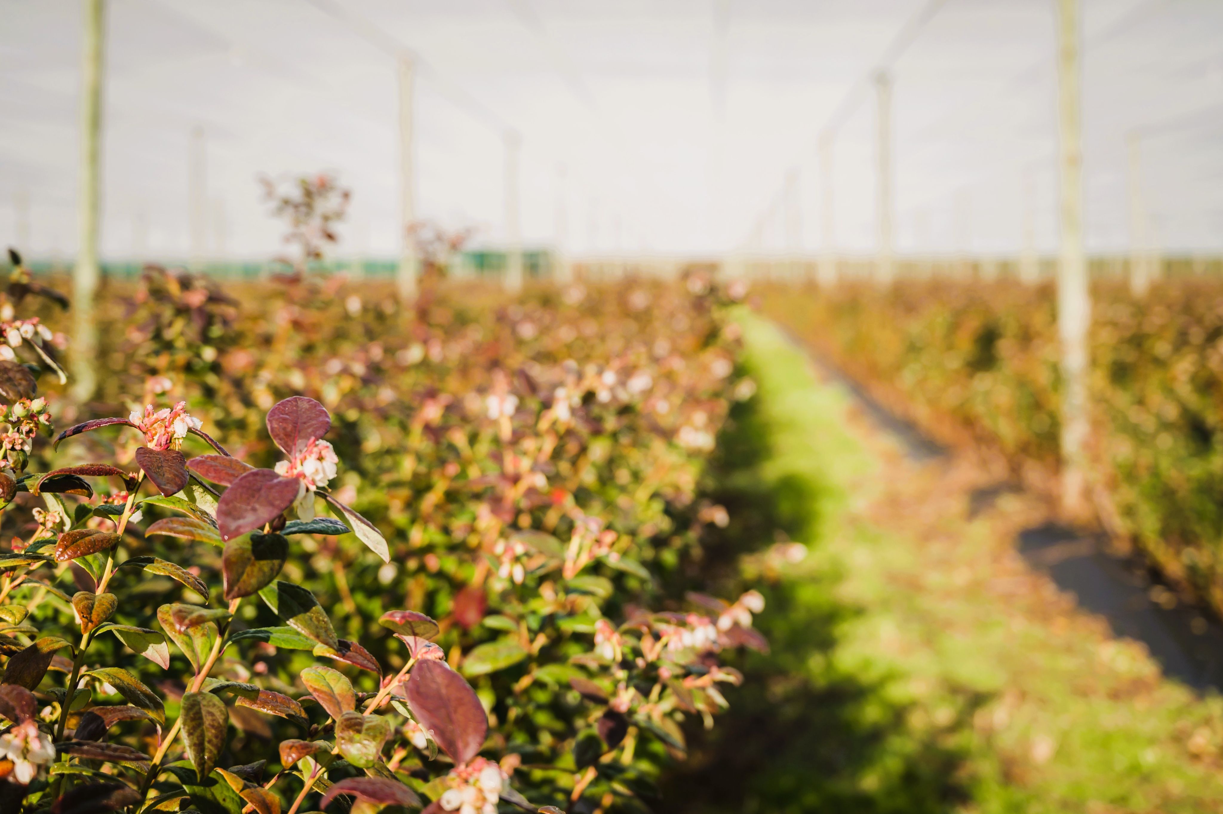 Produce grows in straight lines at the farm.