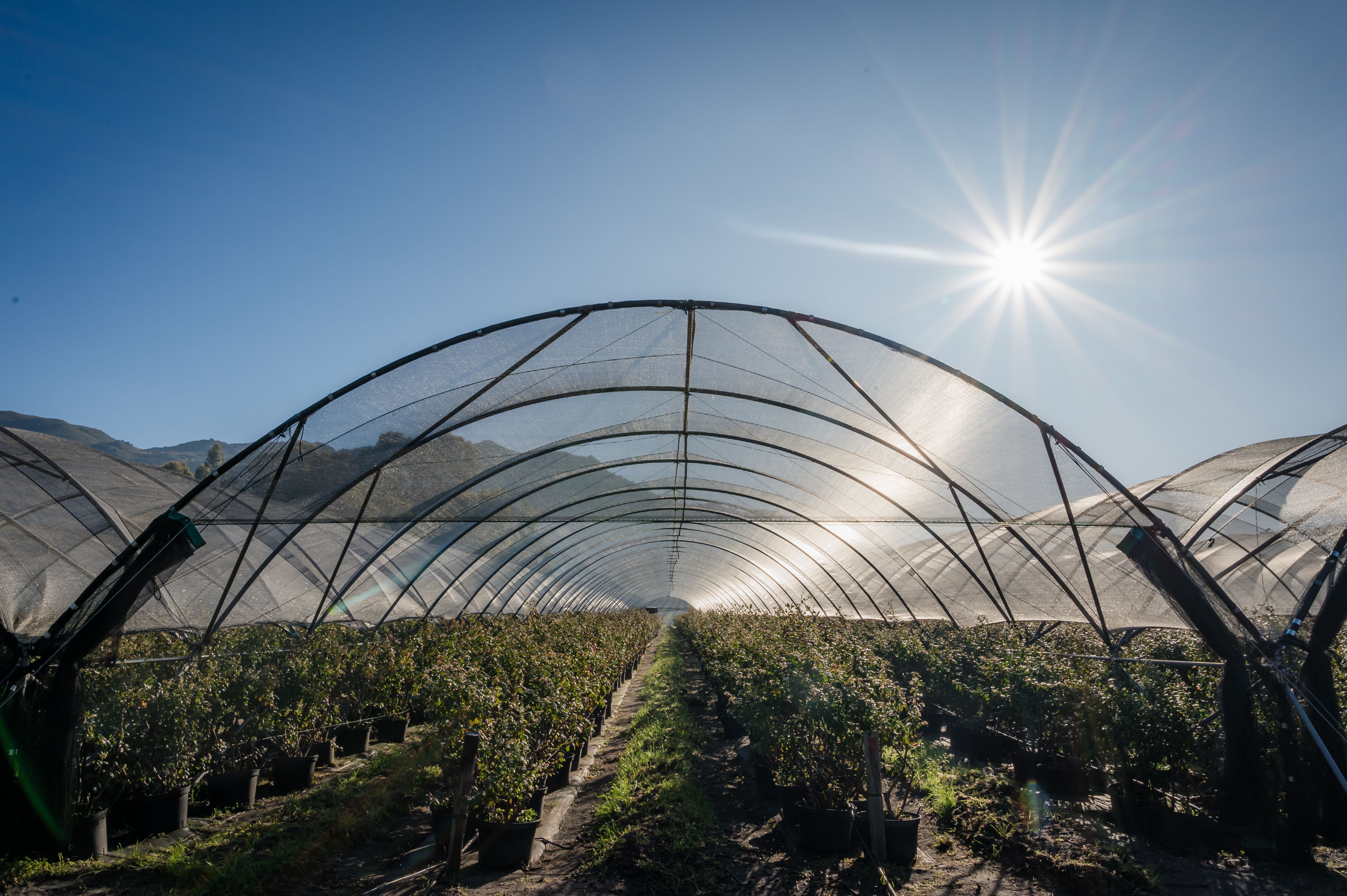 The sun shines over a United Exports farm.