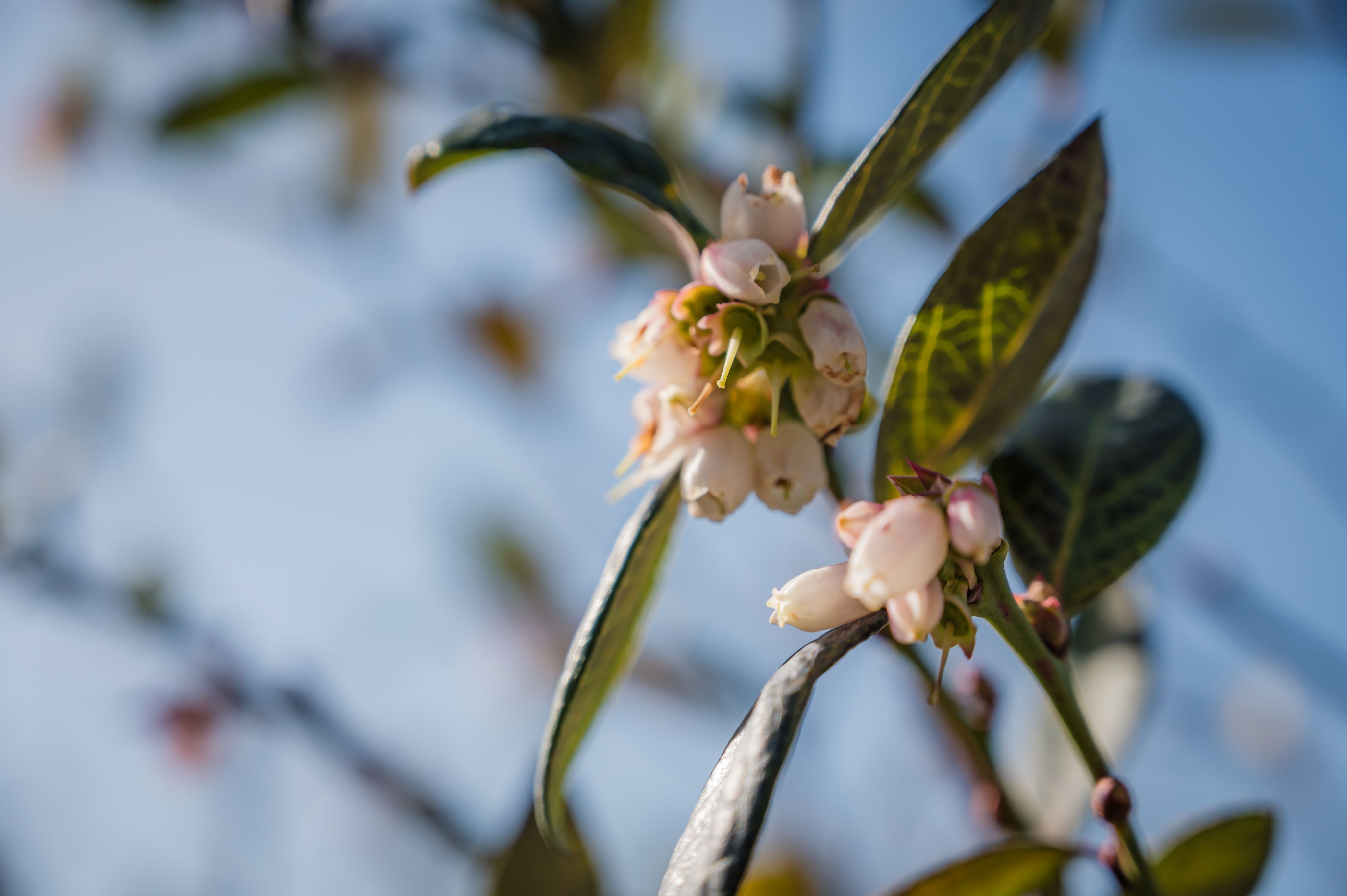A budding flower on the United Exports farm.