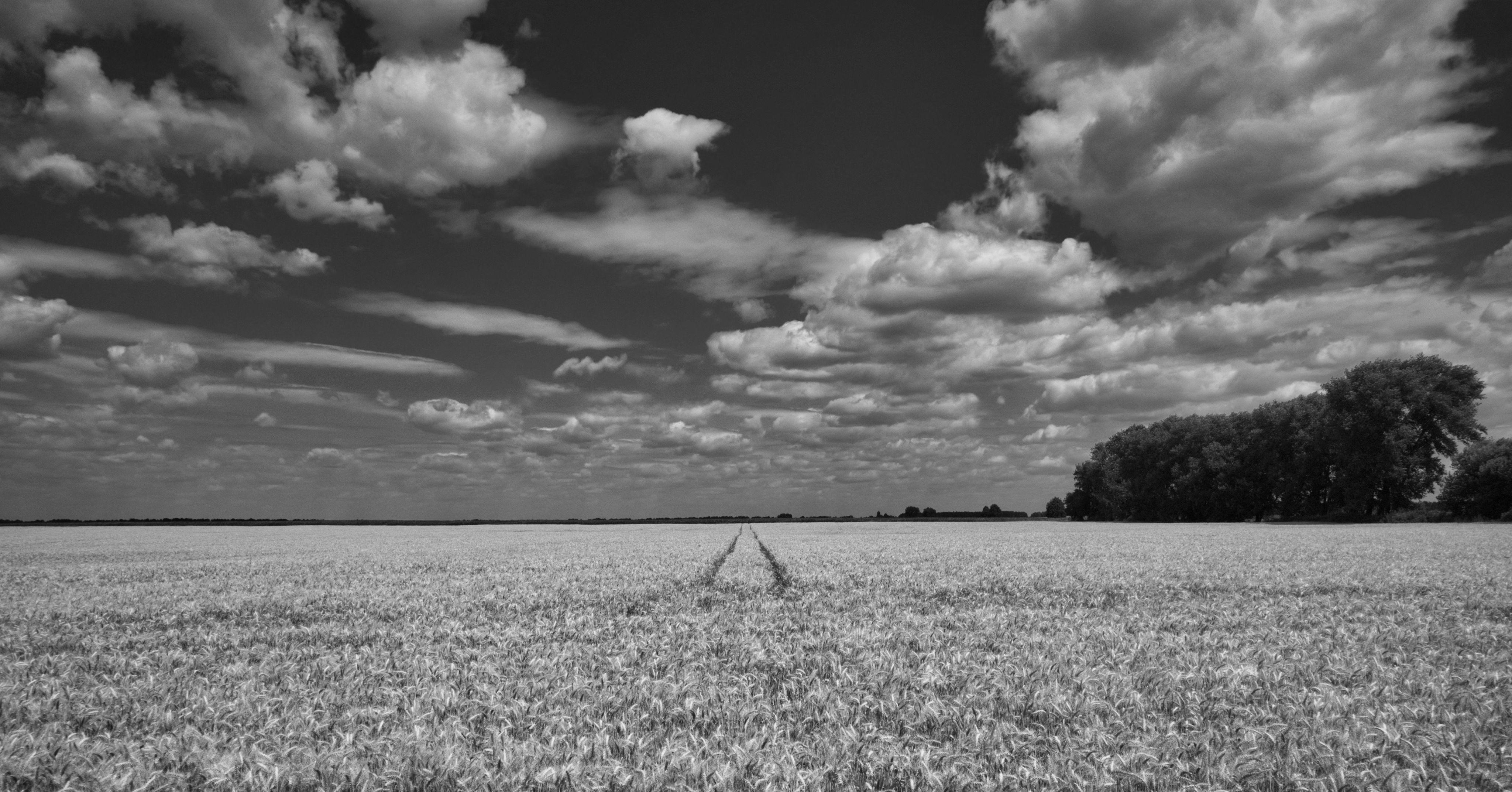 a field of wheat under a cloudy blue sky