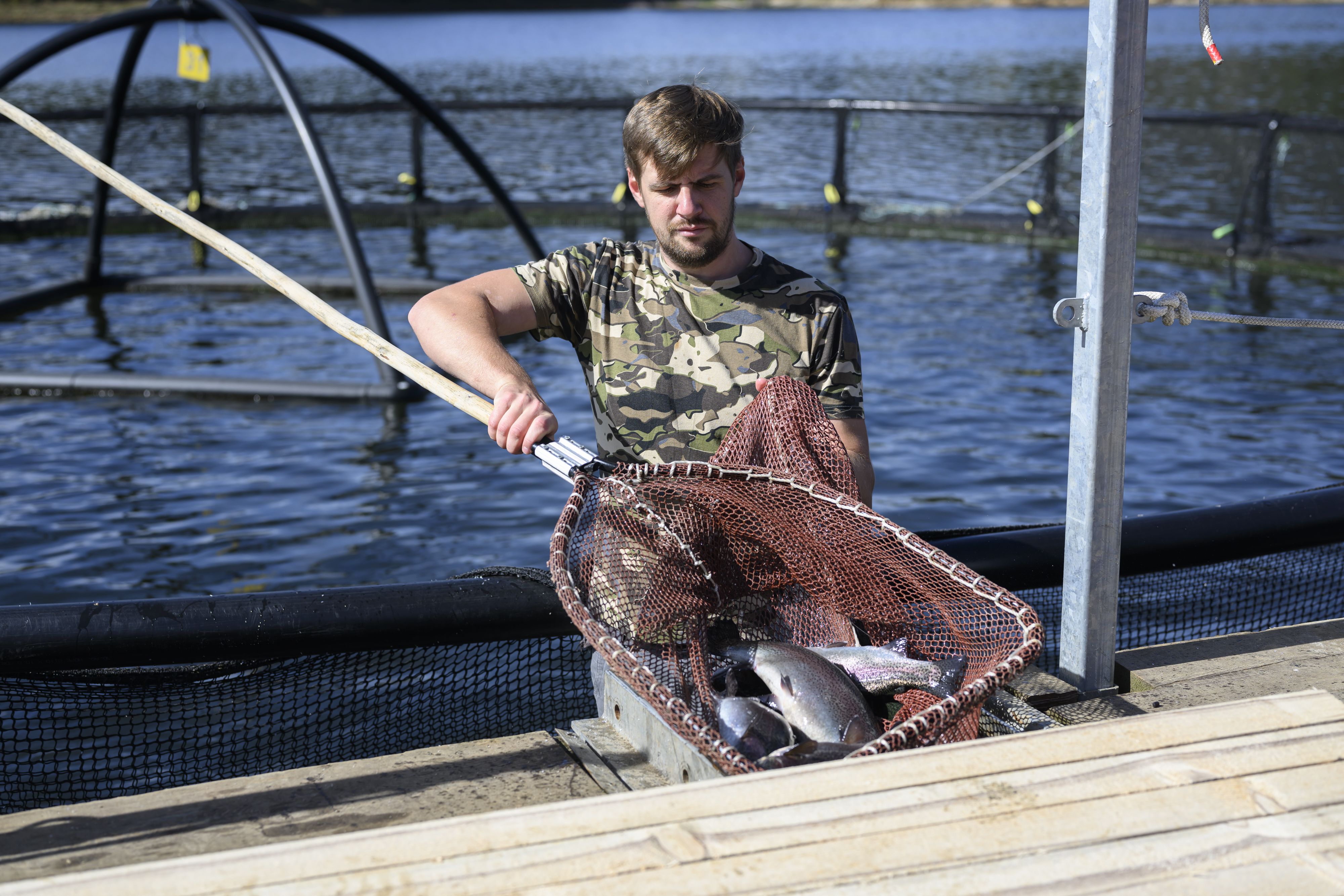 A worker shows a selection of rainbow trout from the fishery.